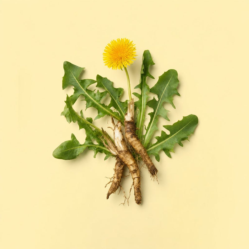 Dandelion root